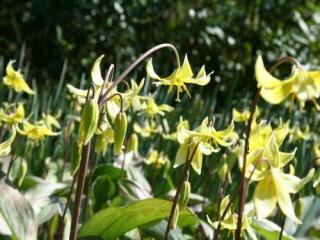 Erythronium 'Pagoda'Hondstand bestellen